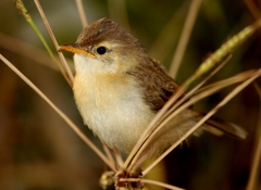 Prinia inornata