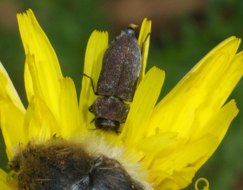 Anthaxia schoenmanni · iNaturalist