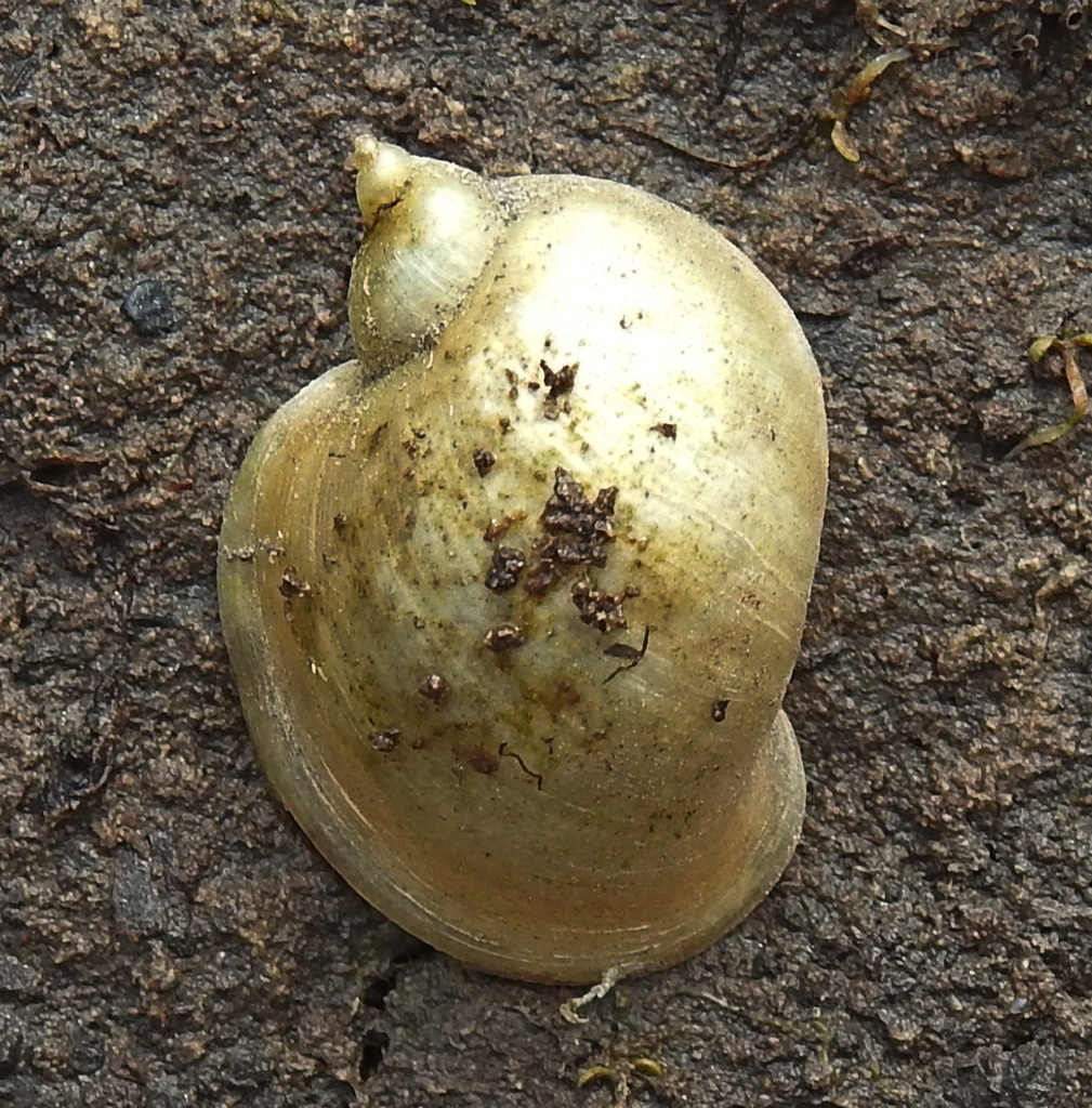 Radicine Pond Snails
