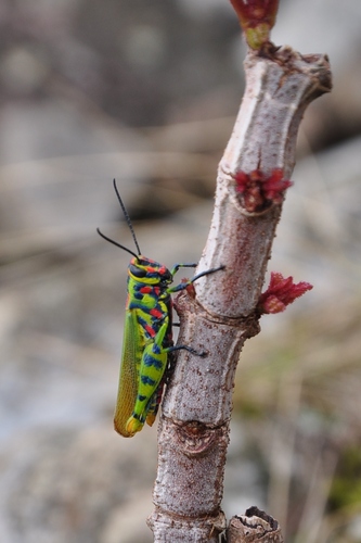Poecilocerastis tricolor