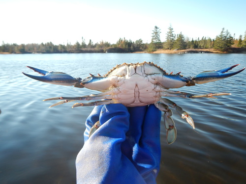 Atlantic Blue Crab, photo 7 of 10