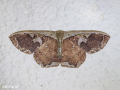 Zythos turbata