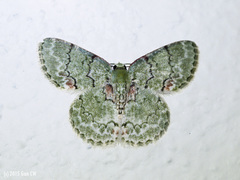 Epipristis truncataria