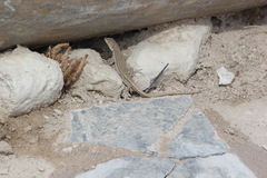 Acanthodactylus schreiberi