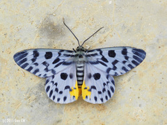 Dysphania malayanus