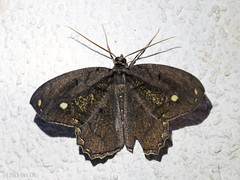 Pareumelea eugeniata