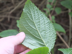 Plectranthus ecklonii