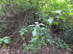 Plectranthus ecklonii