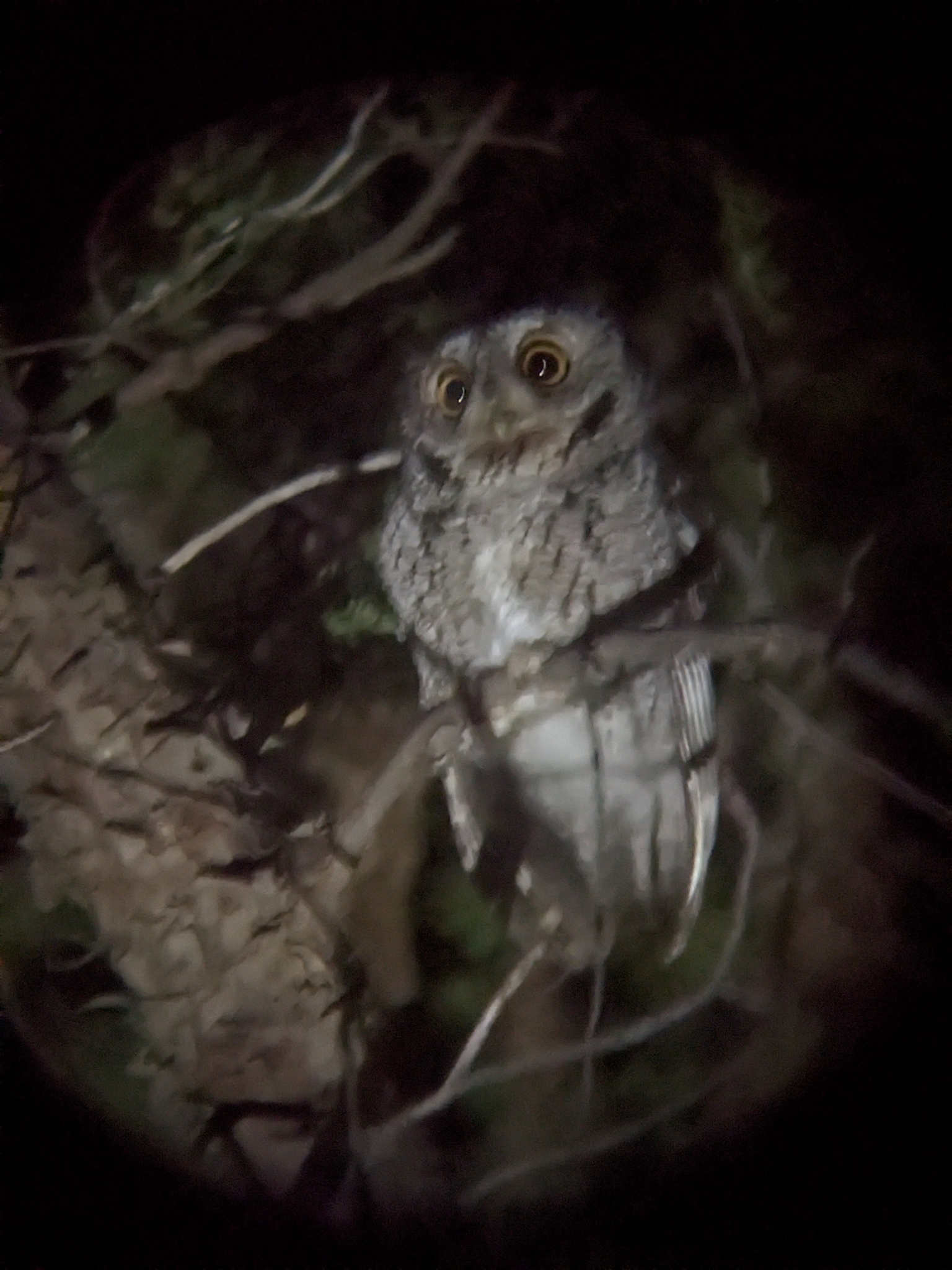 Whiskered Screech Owl (Megascops trichopsis), photo 7