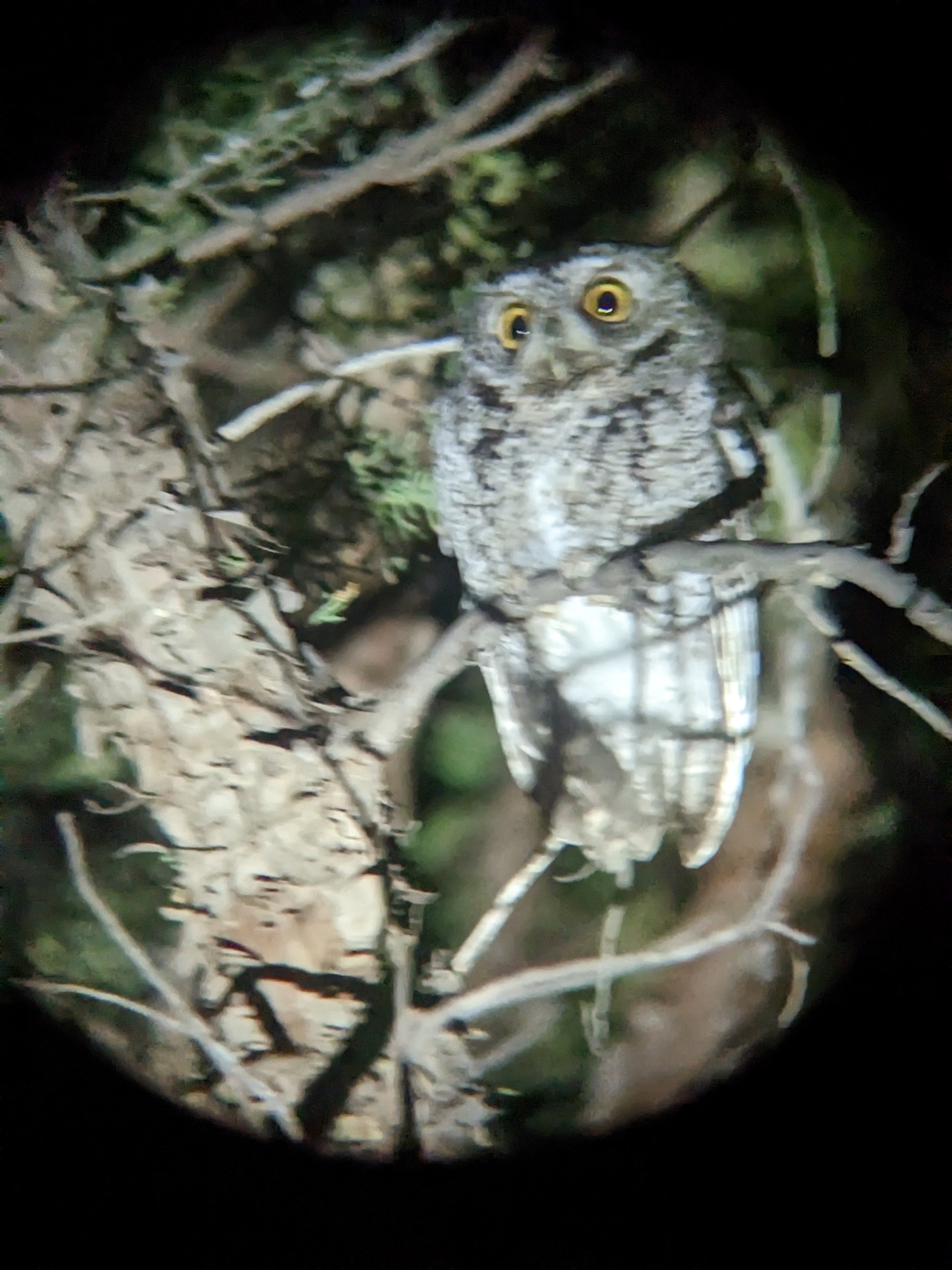 Whiskered Screech Owl (Megascops trichopsis), photo 8