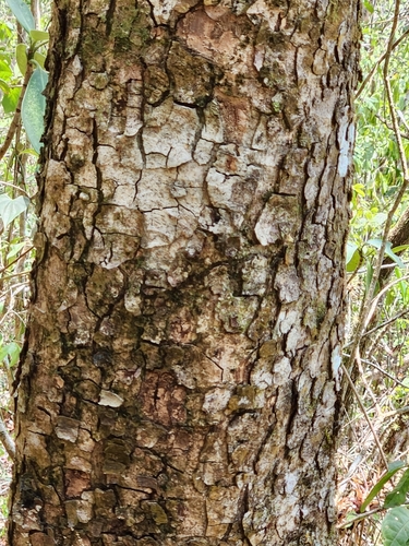 Image of Black Poisonwood (Metopium brownei) by (c) Jo Roberts, some rights reserved (CC BY)