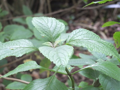 Plectranthus ecklonii