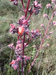 Echeveria rubromarginata