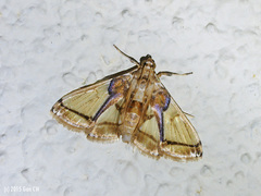 Didymostoma