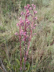 Echeveria rubromarginata
