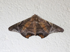 Episparis tortuosalis