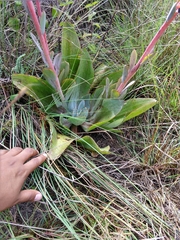 Echeveria rubromarginata