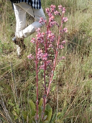 Echeveria rubromarginata