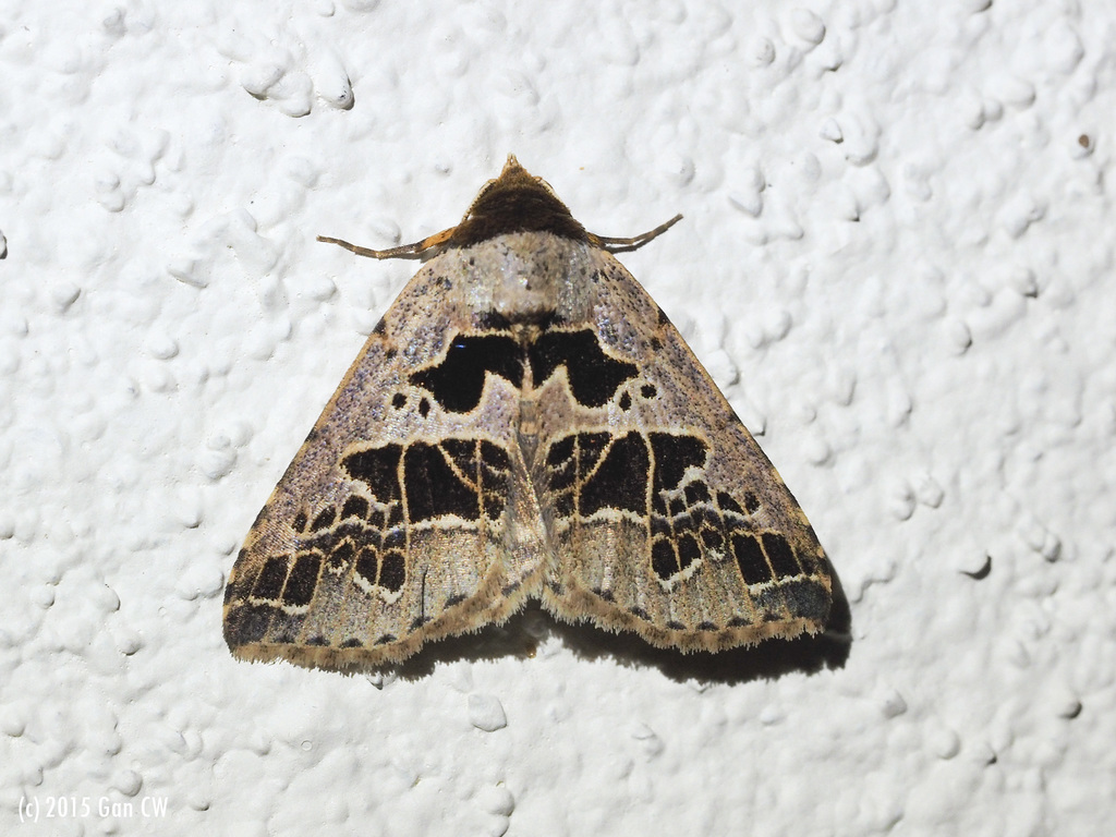 Anoba pectinata