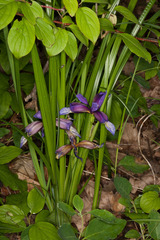 Iris graminea