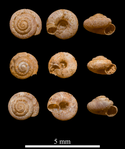 rock snail