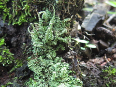 Cladonia subsquamosa