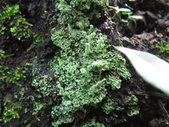 Cladonia subsquamosa