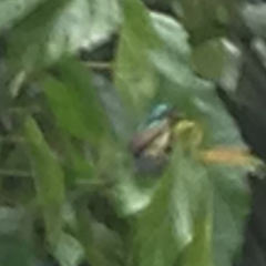 Anthreptes aurantius