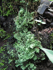 Cladonia subsquamosa