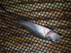 Gymnocephalus cernua