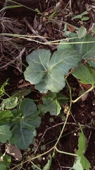 Cissus trifoliata