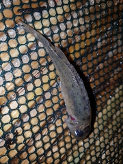 Gymnocephalus cernua