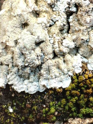 Representative image of Lepraria crassissima