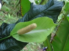 Spathiphyllum