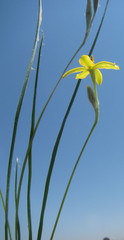 Hypoxis argentea