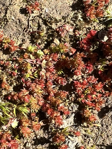 iNaturalist observation photo of Mossy Stonecrop