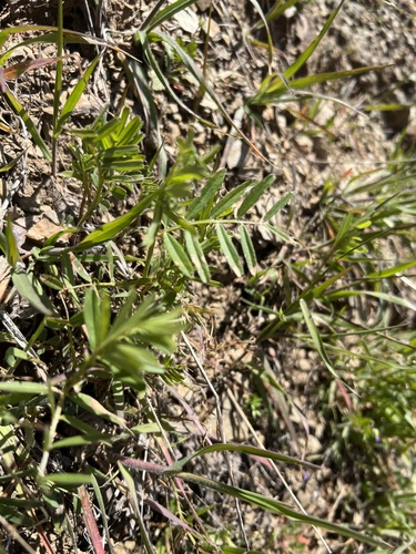 iNaturalist observation photo of Common Vetch