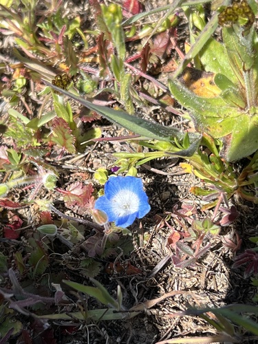 iNaturalist observation photo of Menzies' baby blue eyes