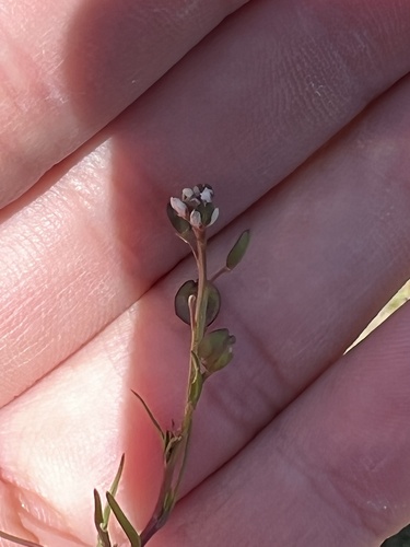 iNaturalist observation photo of Shining Pepperweed