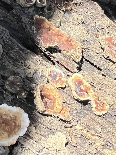 iNaturalist observation photo of hairy curtain crust