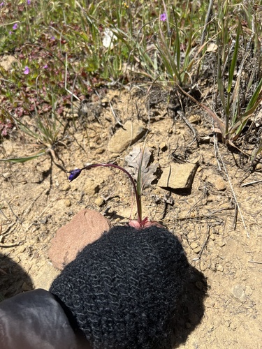 iNaturalist observation photo of blue dicks