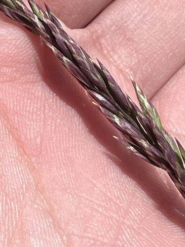 iNaturalist observation photo of Pine bluegrass