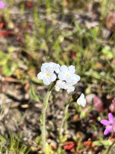 iNaturalist observation photo of Rusty Popcornflower