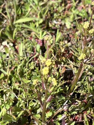 iNaturalist observation photo of Poison sanicle
