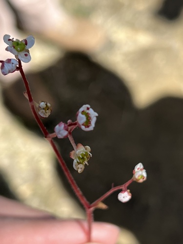 iNaturalist observation photo of California Saxifrage