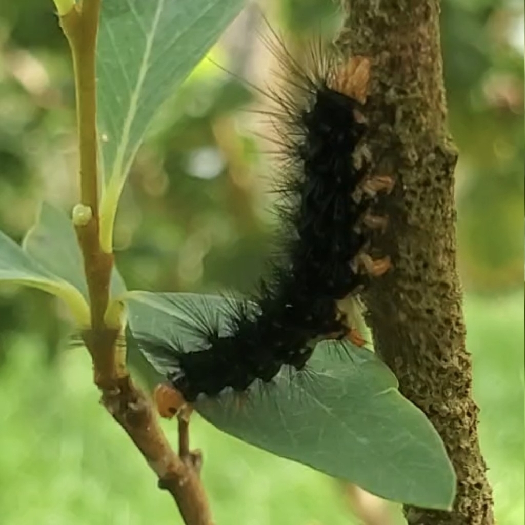 Madagascan fireweed moth