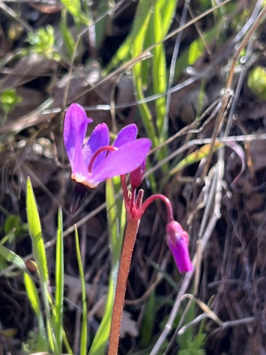 iNaturalist observation photo of Henderson's shooting star