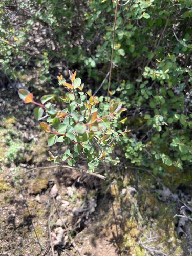 iNaturalist observation photo of Common Snowberry