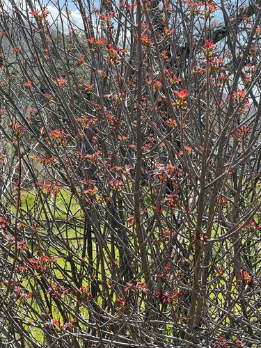 iNaturalist observation photo of Pacific poison oak