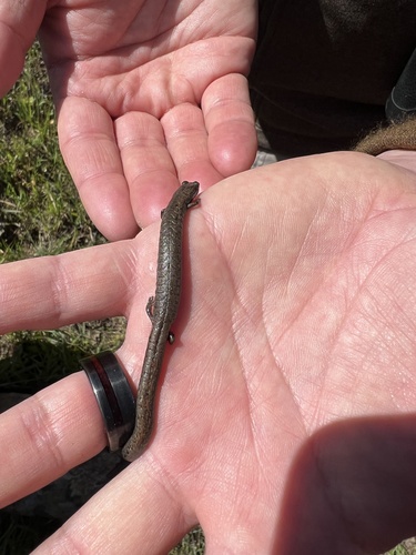 iNaturalist observation photo of California Slender Salamander